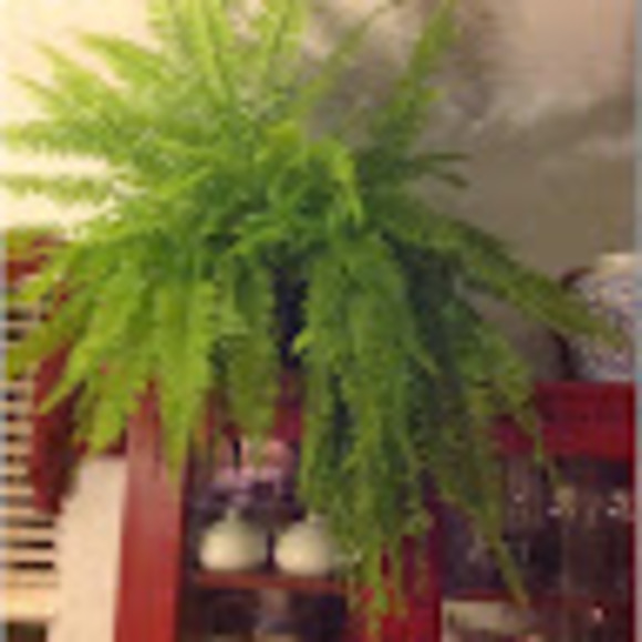 Meet your Posher, Claudette - Picture 1 of 1